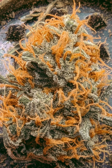 Instagram Afghan Kush Auto