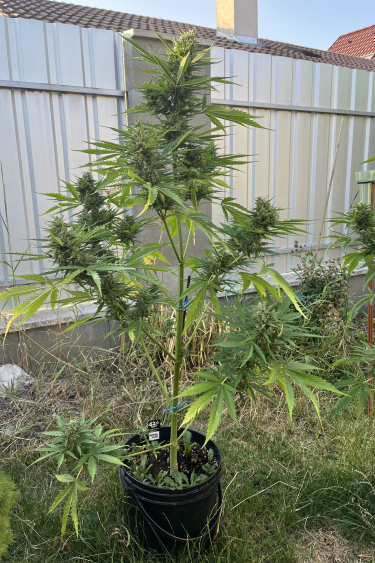 Instagram Afghan Kush Auto