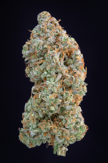 Instagram Forbidden Runtz Auto