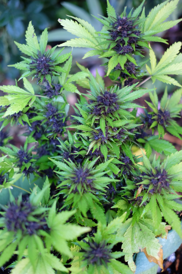 Instagram Purple Lemonade Auto