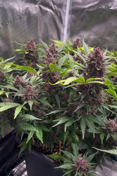 Banana Purple Punch Auto