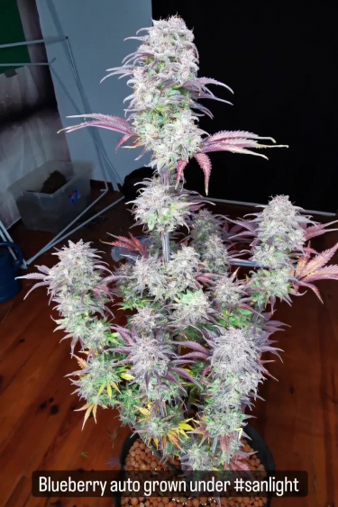 Blueberry Auto