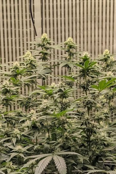 Instagram GG4 Sherbet FF