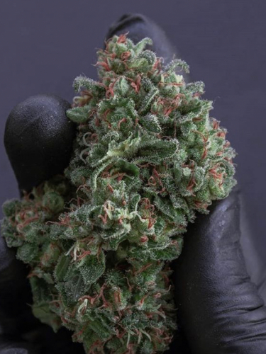 Instagram Sour Diesel Auto