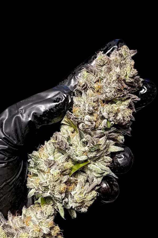 Instagram Biscotti Gelato