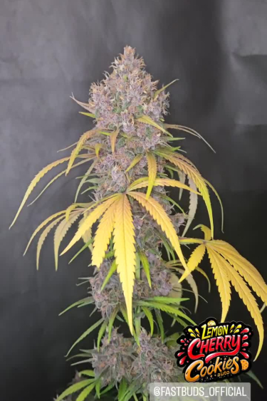 Instagram Lemon Cherry Cookies Auto