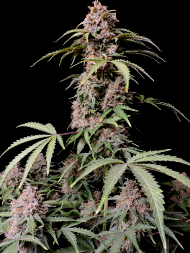 Instagram Amnesia Z Auto