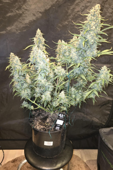 Instagram Gorilla Cookies Auto