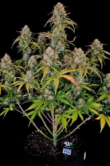 Instagram Chemdawg Auto