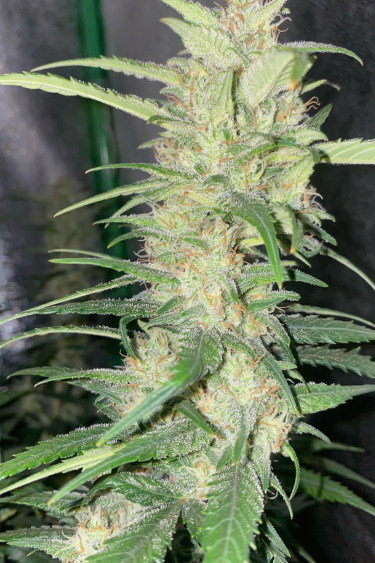 Instagram Forbidden Runtz Auto