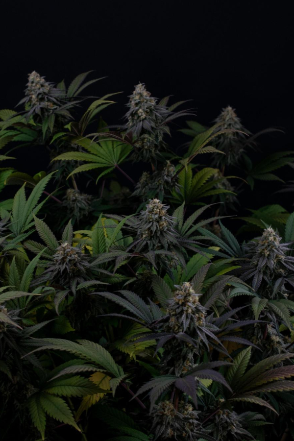 Instagram Lemon Cherry Runtz