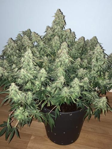 Instagram Tangie Auto