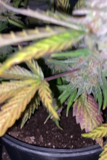 Purple Lemonade Auto