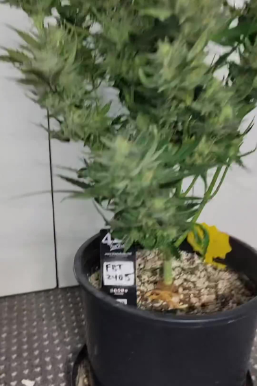 Papaya Cookies Auto™