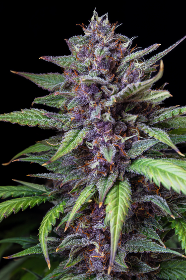 Instagram Purple Lemonade Auto