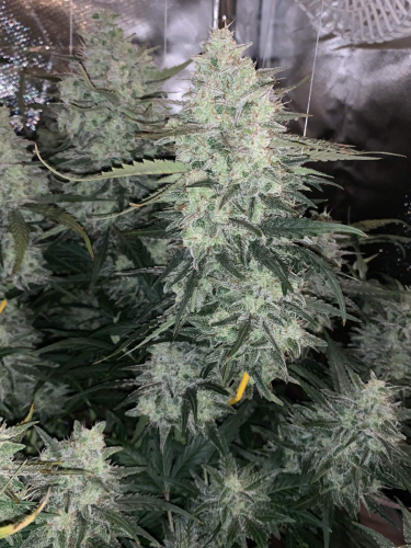 Instagram Orange Sherbet Auto