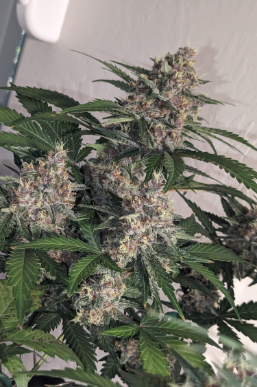 Instagram Strawberry Pie Auto