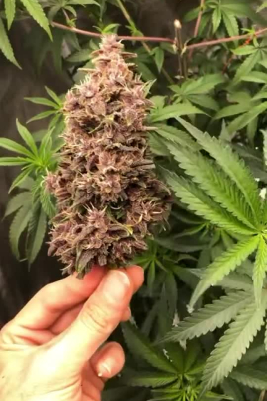 Purple Lemonade Auto
