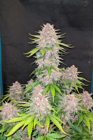 Instagram Lemon Cherry Cookies Auto