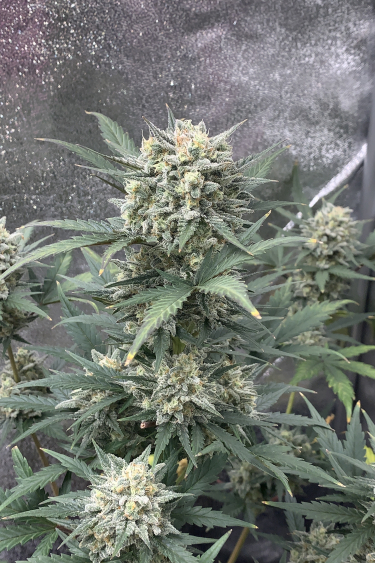 Instagram Sour Diesel Auto