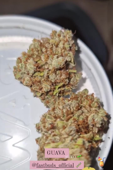 Guava Auto™