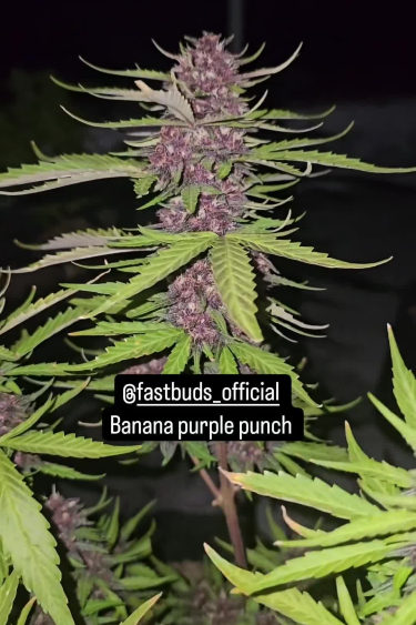Banana Purple Punch Auto