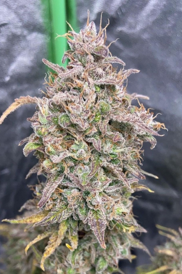 Instagram Smoothie Auto