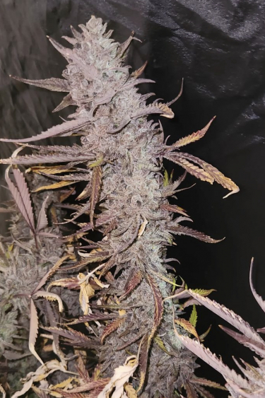 Instagram Wedding Glue Auto