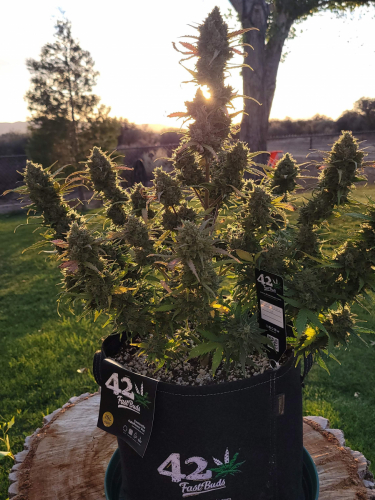 Instagram Blue Dream Auto