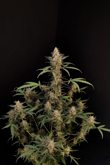 Instagram Critical Auto