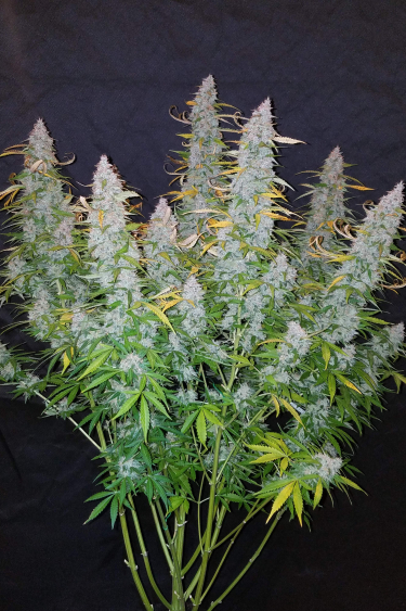 Instagram Californian Snow Auto