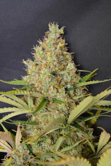 Instagram Moby Dick Auto