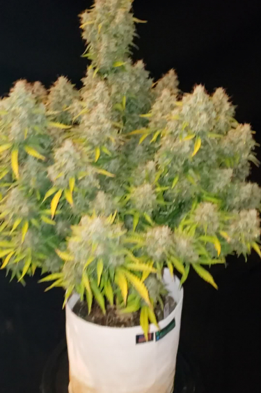 Cinderella Auto