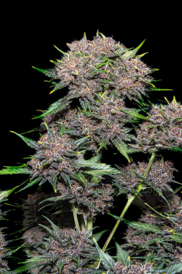 Instagram LSD25 Auto