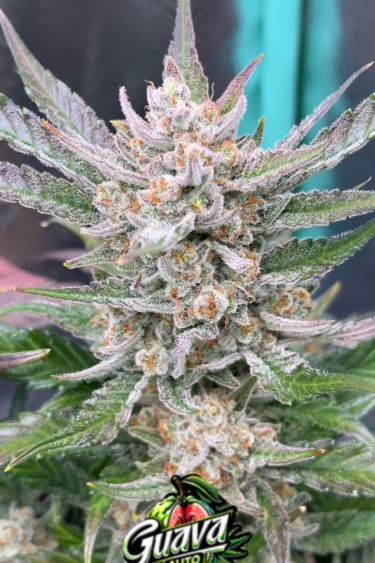 Instagram Guava Auto