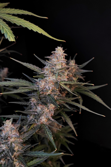 Instagram White Widow Auto