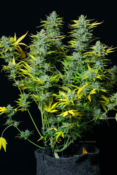 Instagram Smoothie Auto