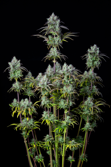 Instagram Big Bud Auto