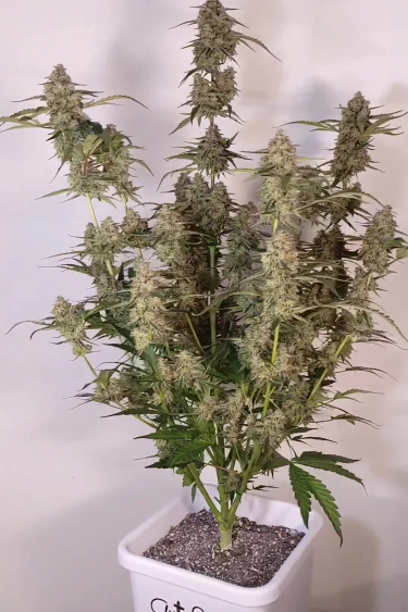 Wedding Glue Auto