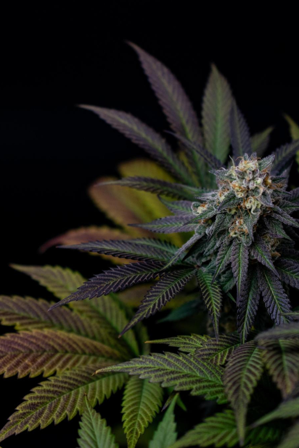 Instagram Lemon Cherry Runtz