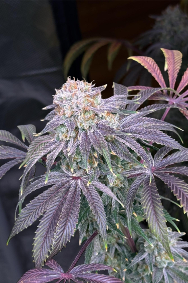 Instagram Lemon Mandarin