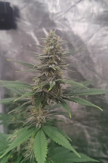 Wedding Cheesecake FF