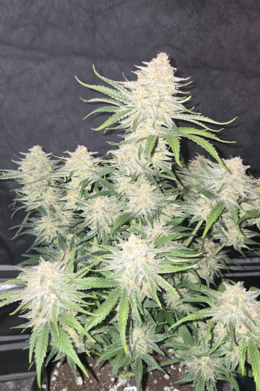 Instagram Frostbanger Auto