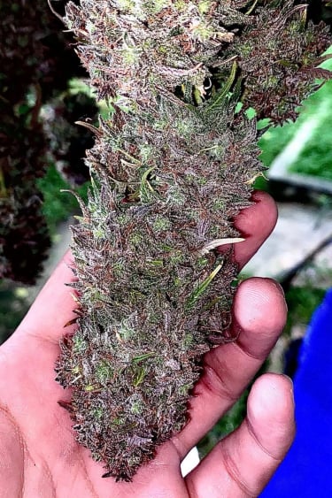 Instagram Blueberry Auto