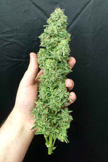 Instagram Lemon Pie Auto