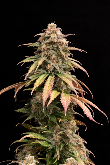 Instagram Orange Sherbet FF