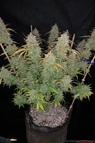 Instagram Lemon Pie Auto