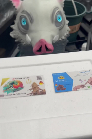 Tropicana Cookies Auto