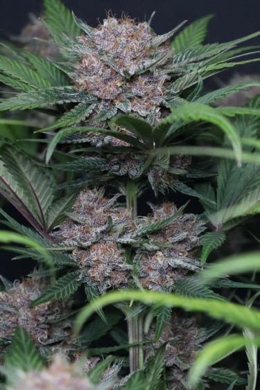 Instagram Lemon Cherry Cookies Auto