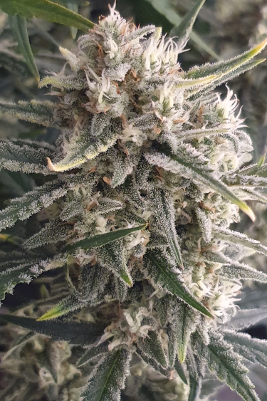 Instagram Amnesia Z Auto
